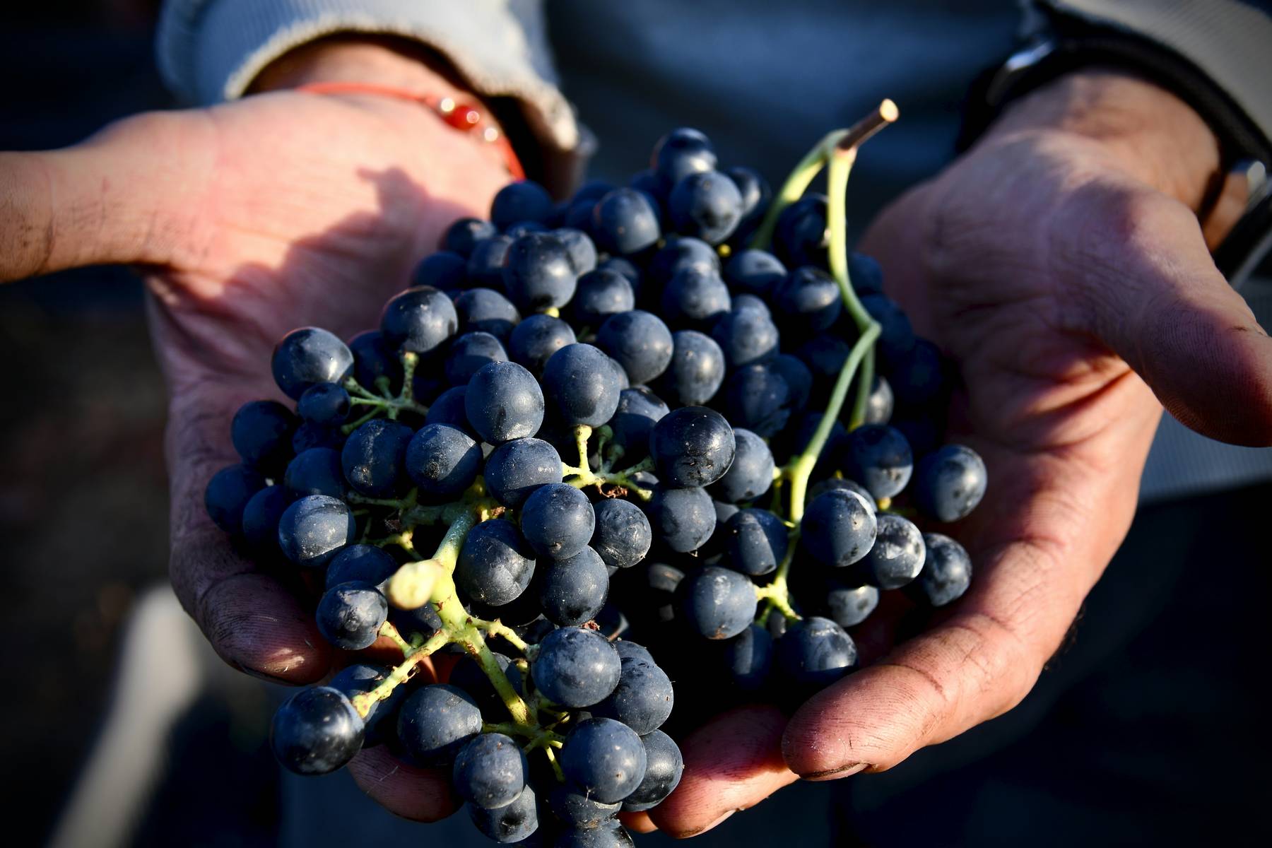 A bunch of grapes in a picker’s hands