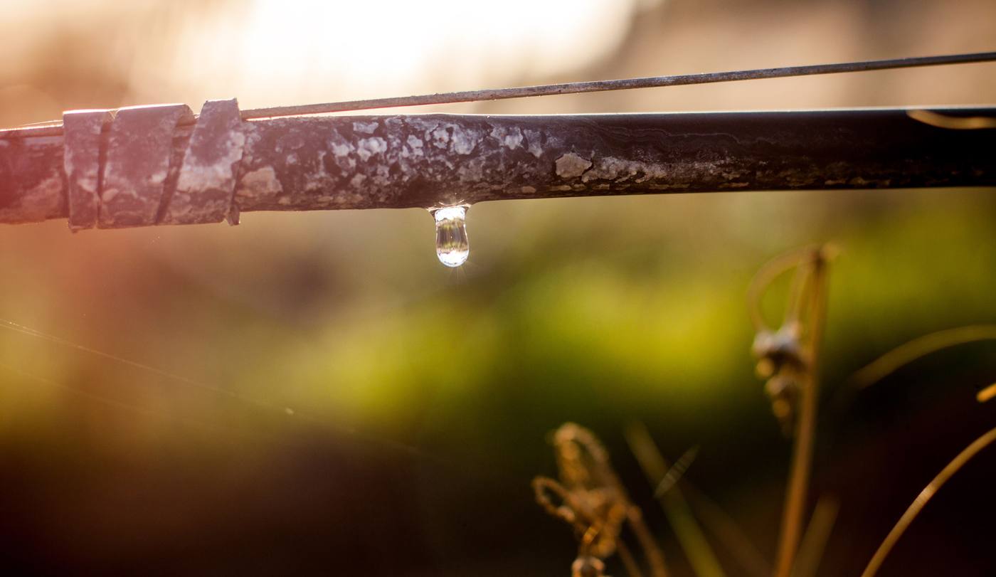 Drip irrigation in one of our vineyards