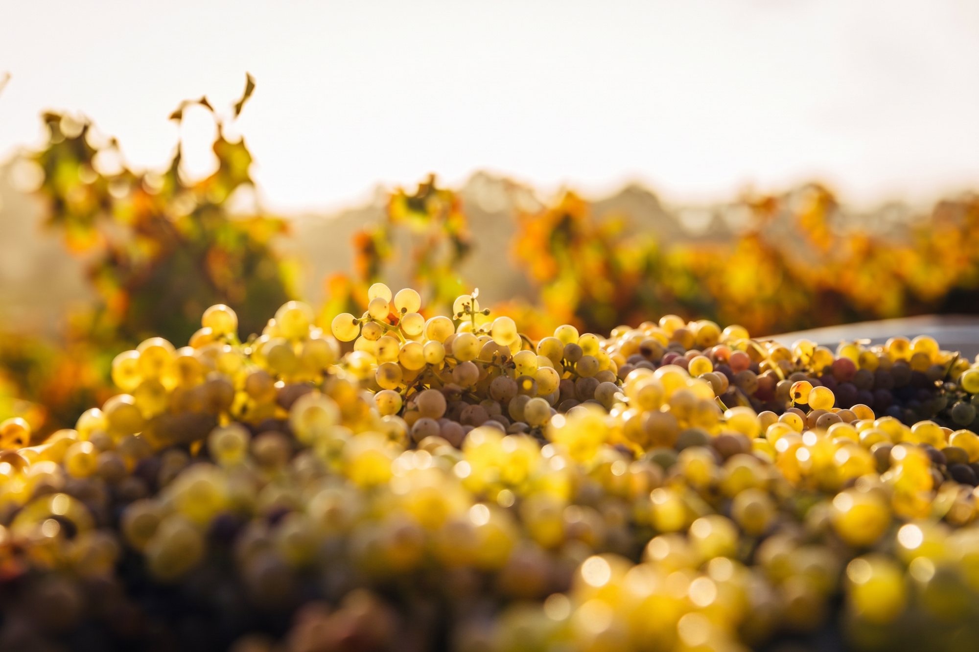Freshly picked fruit, backlit, in the vineyard