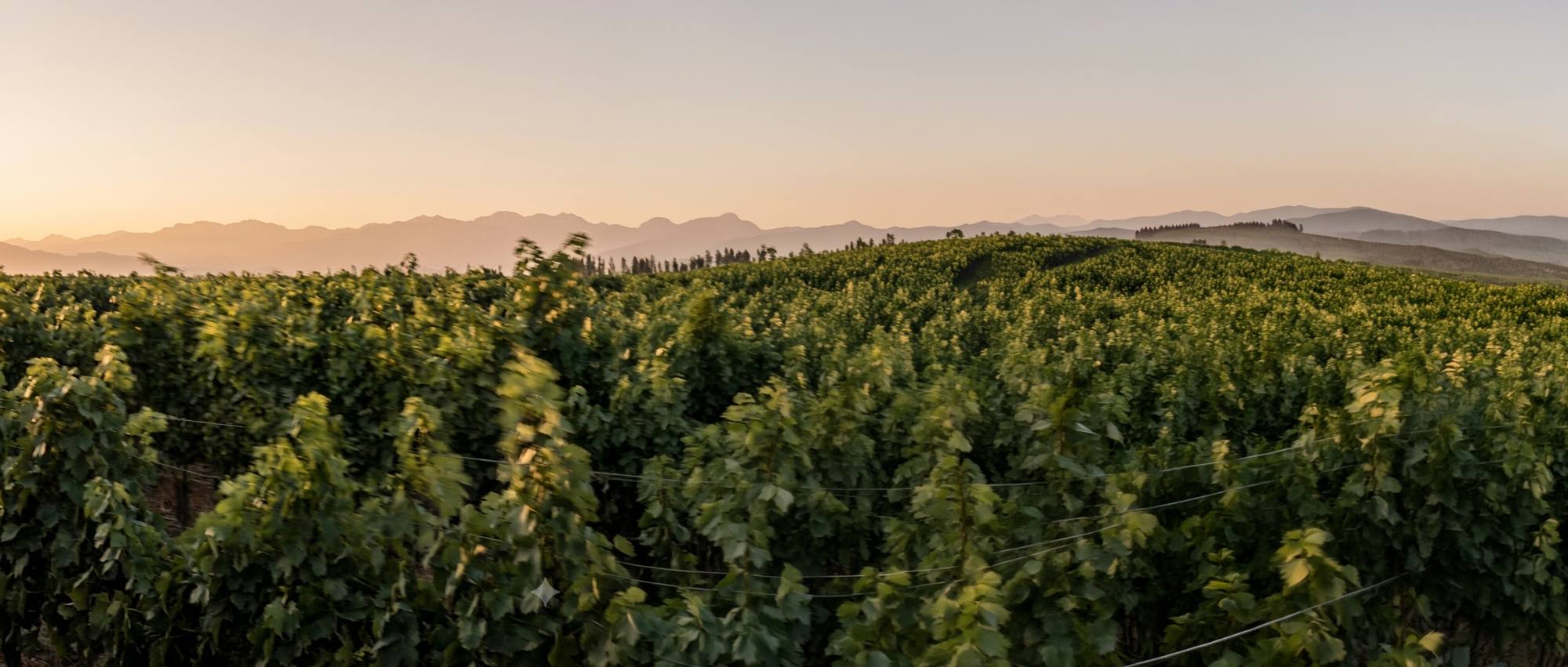 Viñedo propio de Corbeau Wines al atardecer