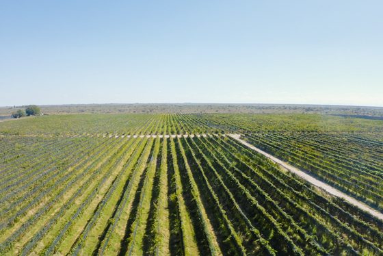 Viñedo propio visto desde el aire, hileras hasta el horizonte